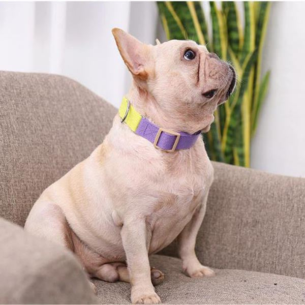 Pureleash™️ - French Bulldog Harness and Leash for Outdoor Adventures-fadou