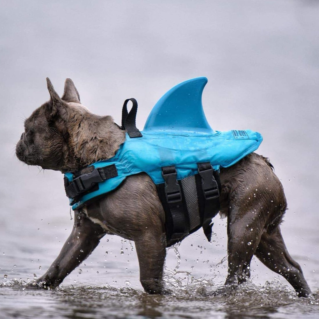 Shark Life Vest V2 for French Bulldog Owners and Fans for Frenchies-fadou