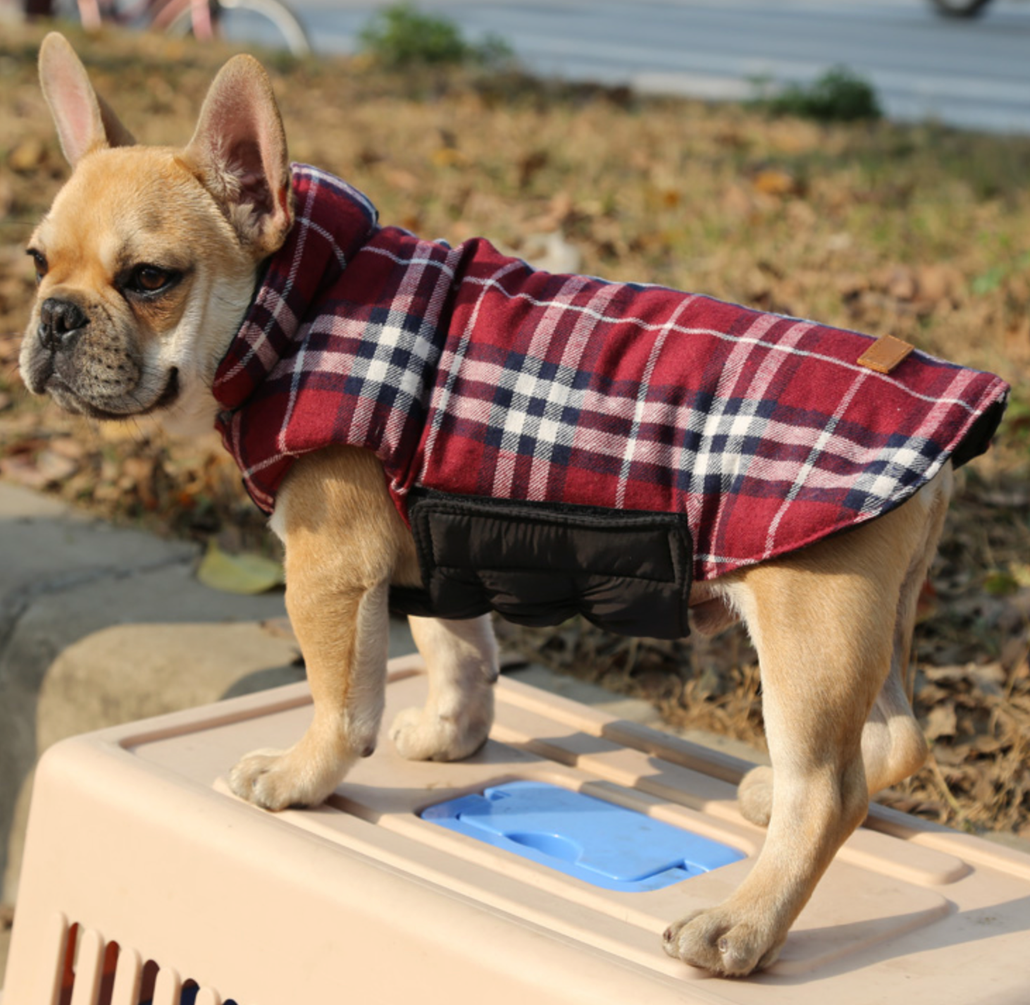 French Bulldog Jacket for Bulldog Fans for French Bulldogs-fadou