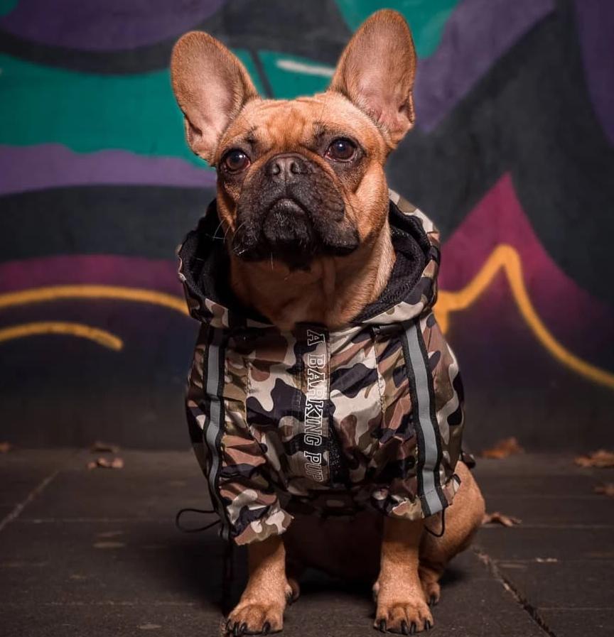 The Ultimate Winter Jacket for Everyday Wear for French Bulldogs-fadou