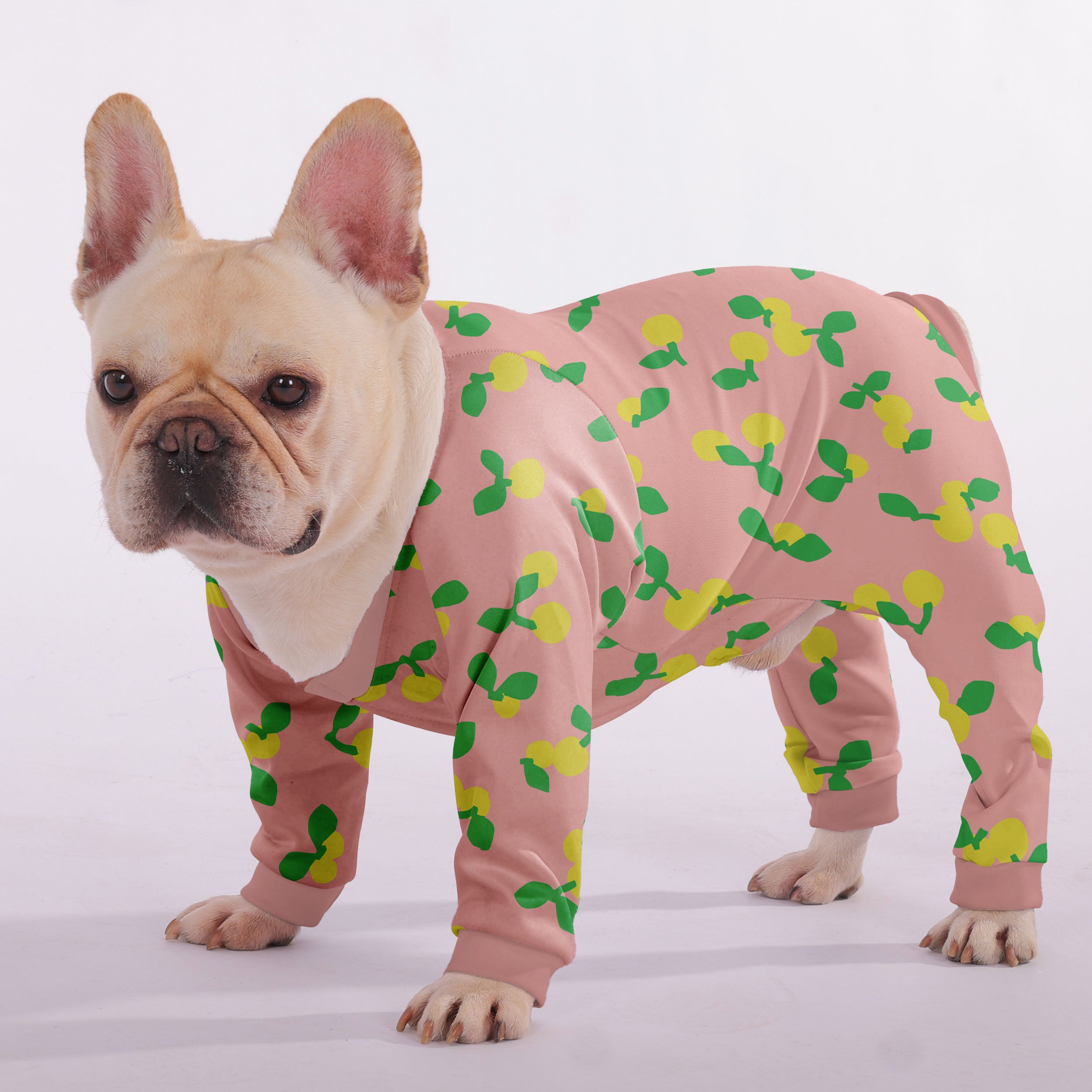 Luna French Bulldog Dog Accessory for Training Sessions-fadou