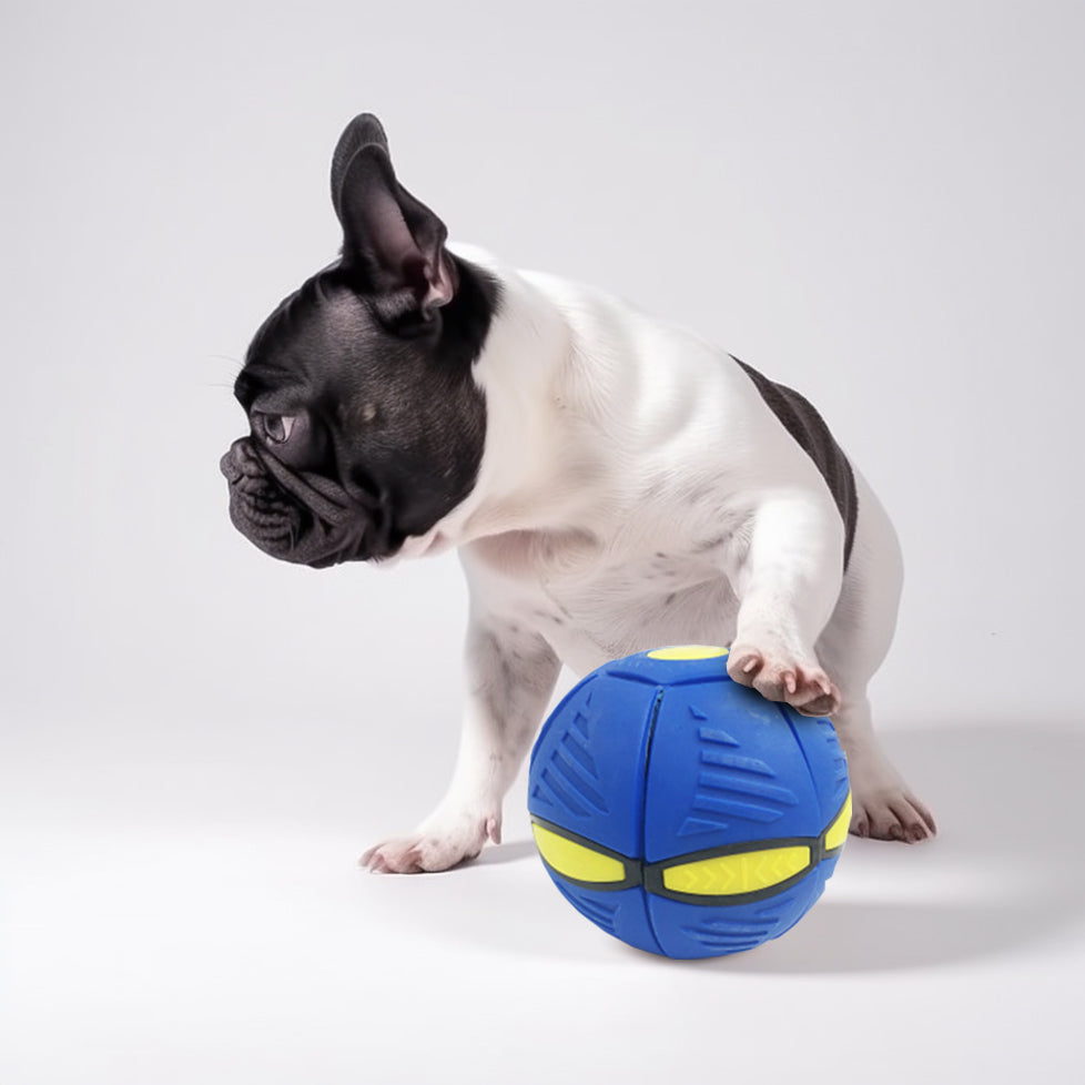 Frenlite French Bulldog Interactive Toy for Outdoor Adventures-fadou