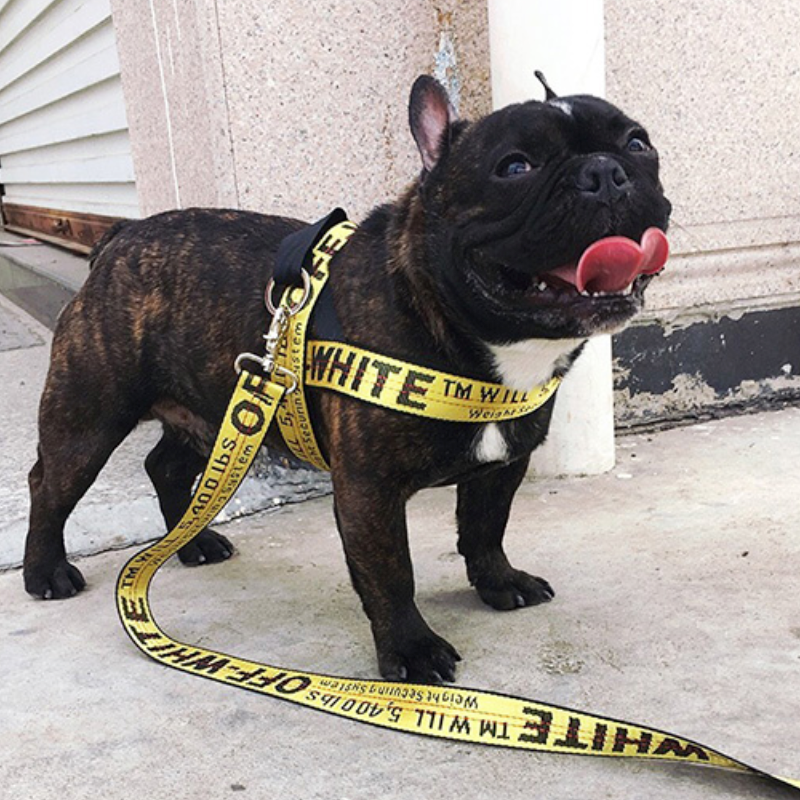 French Bulldog Luxury Dog Harness for Training Sessions-fadou