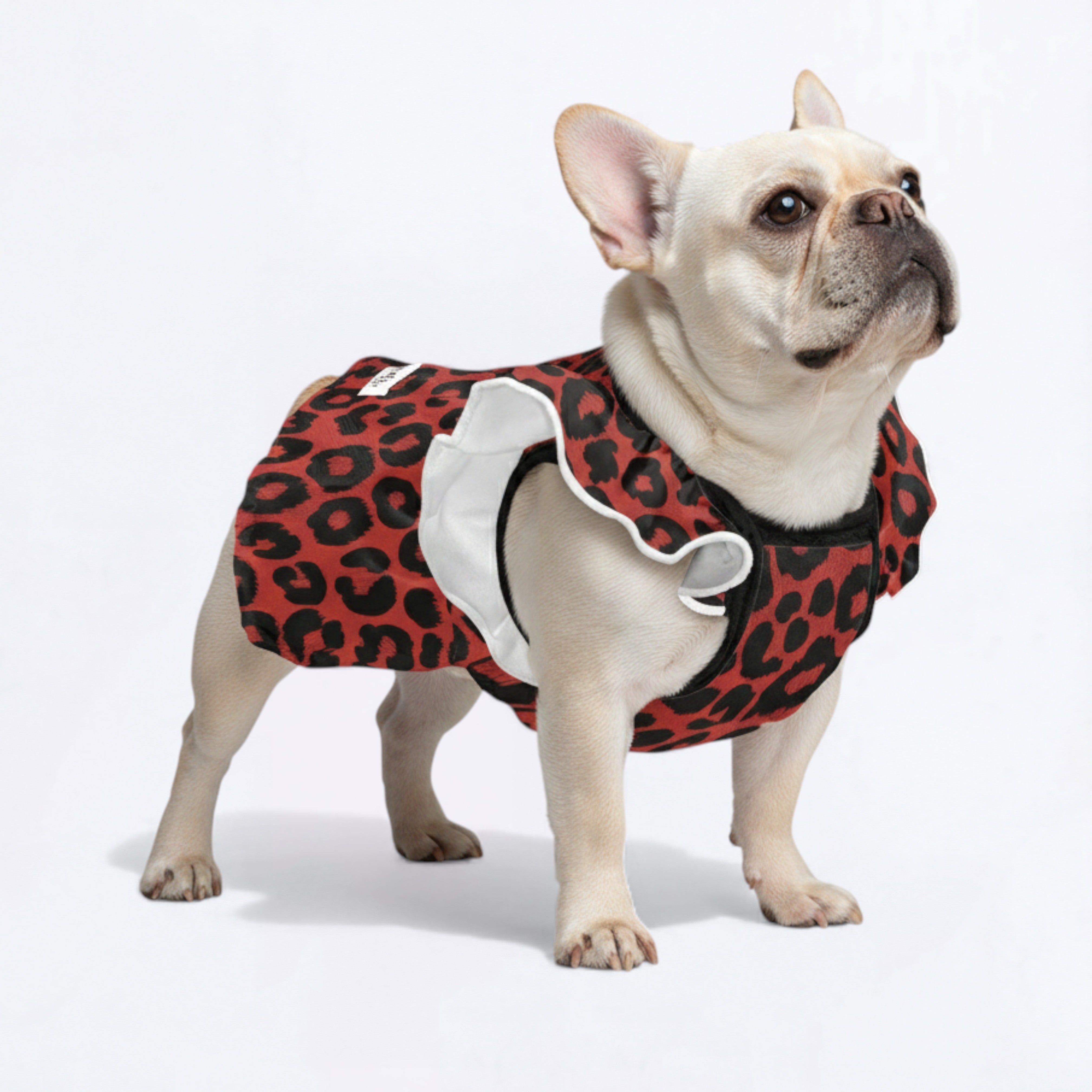 French Bulldog Adorable Summer Dress for Training Sessions-fadou