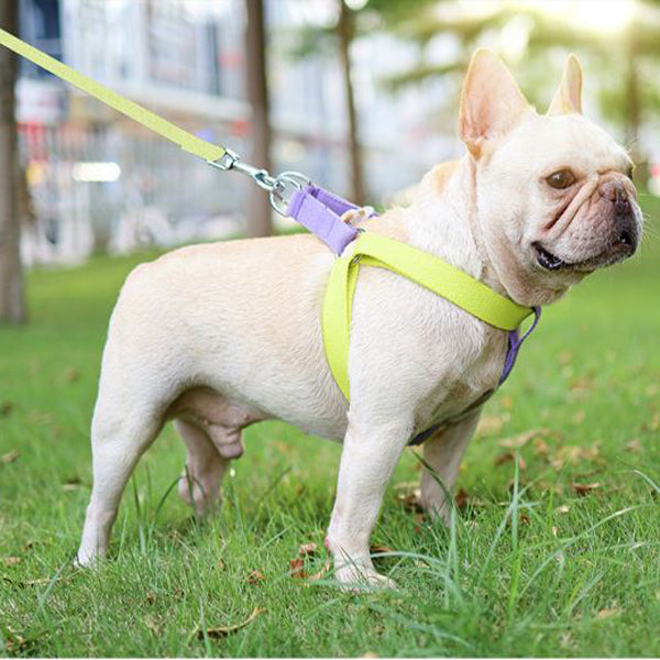 Frenchie Quick Release Harness Leash Set for Outdoor Adventures-fadou
