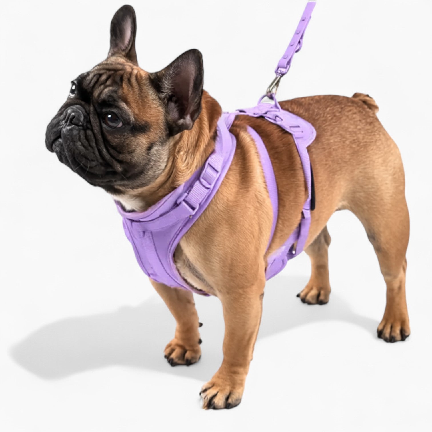 Frenchie Quick Release Harness Leash Set for Outdoor Adventures-fadou