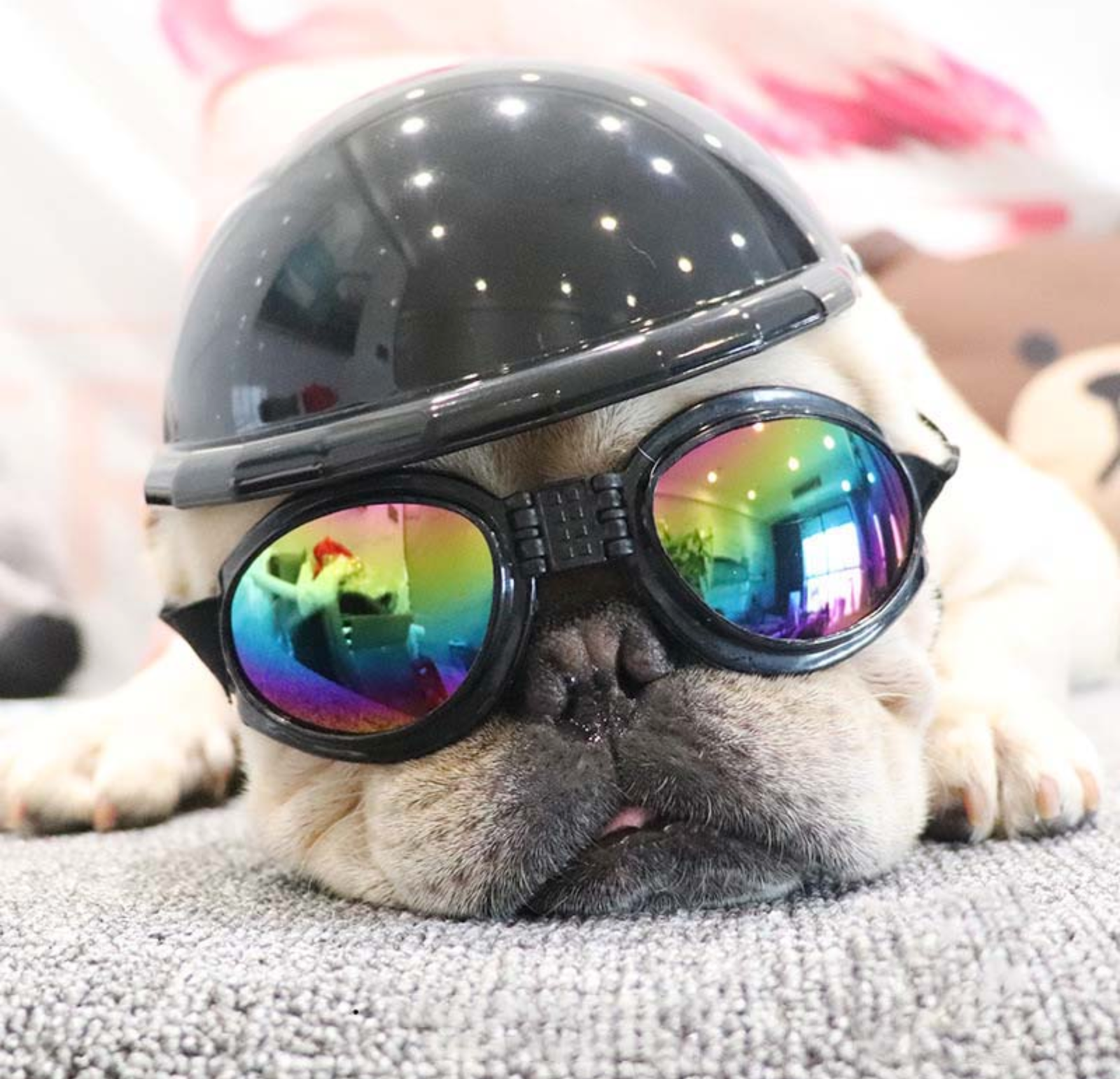 Frenchie Helmets for French Bulldog Owners and Fans for Frenchies-fadou