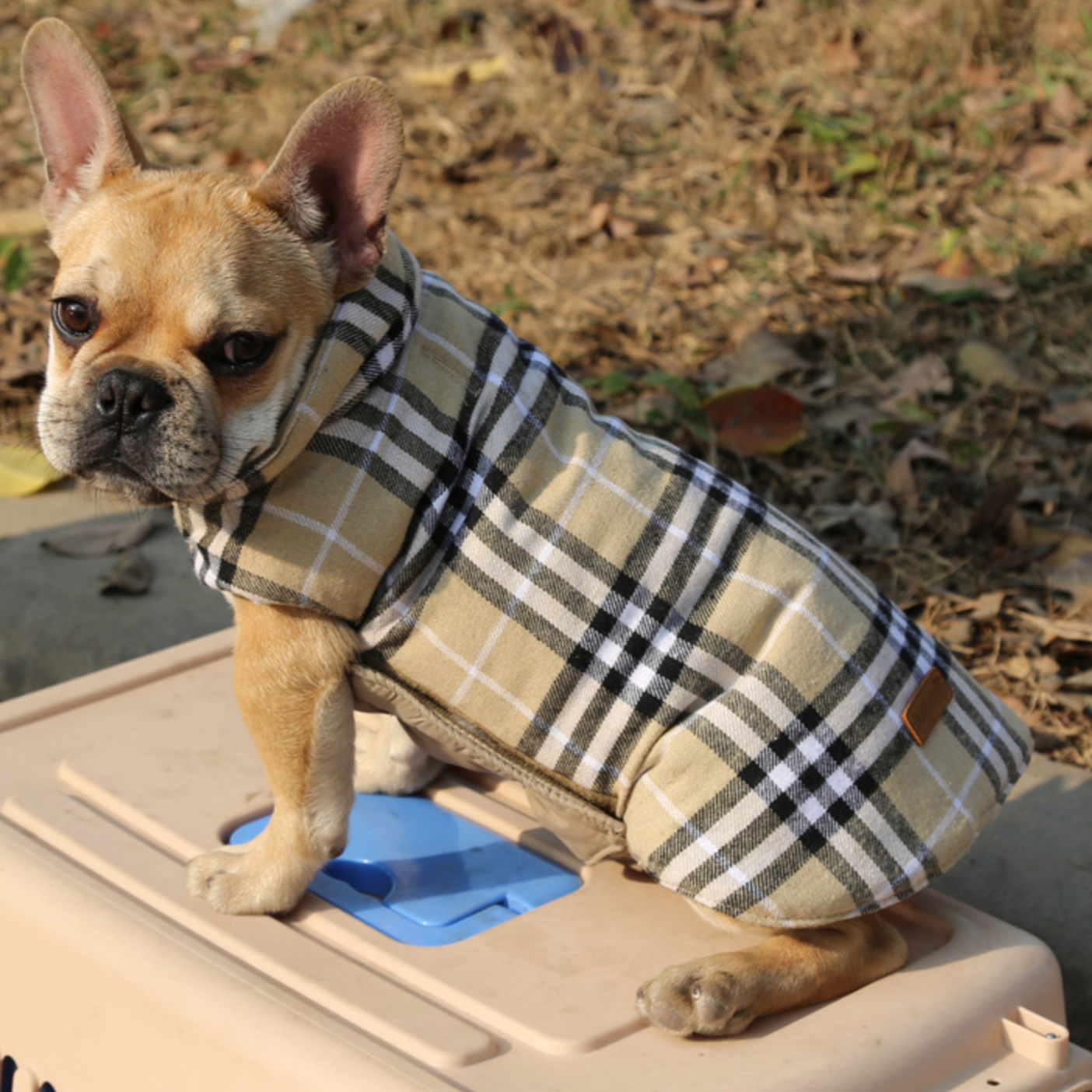 French Bulldog Jacket for Bulldog Fans for French Bulldogs-fadou