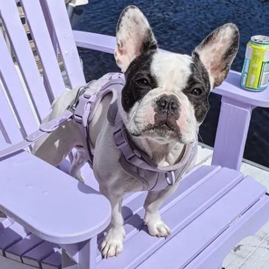 Frenchie Quick Release Harness Leash Set for Outdoor Adventures-fadou