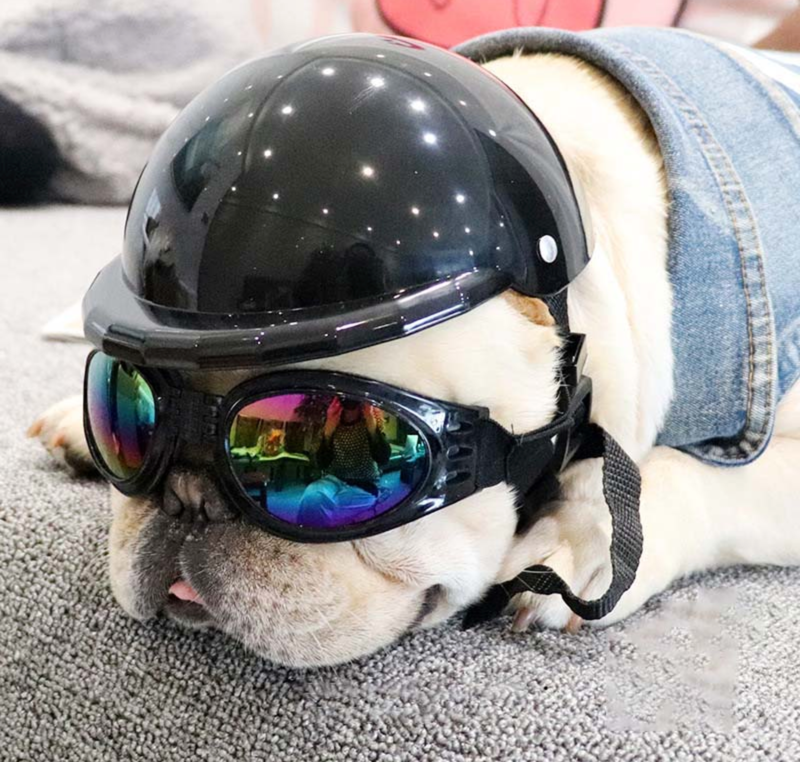 Frenchie Helmets for French Bulldog Owners and Fans for Frenchies-fadou