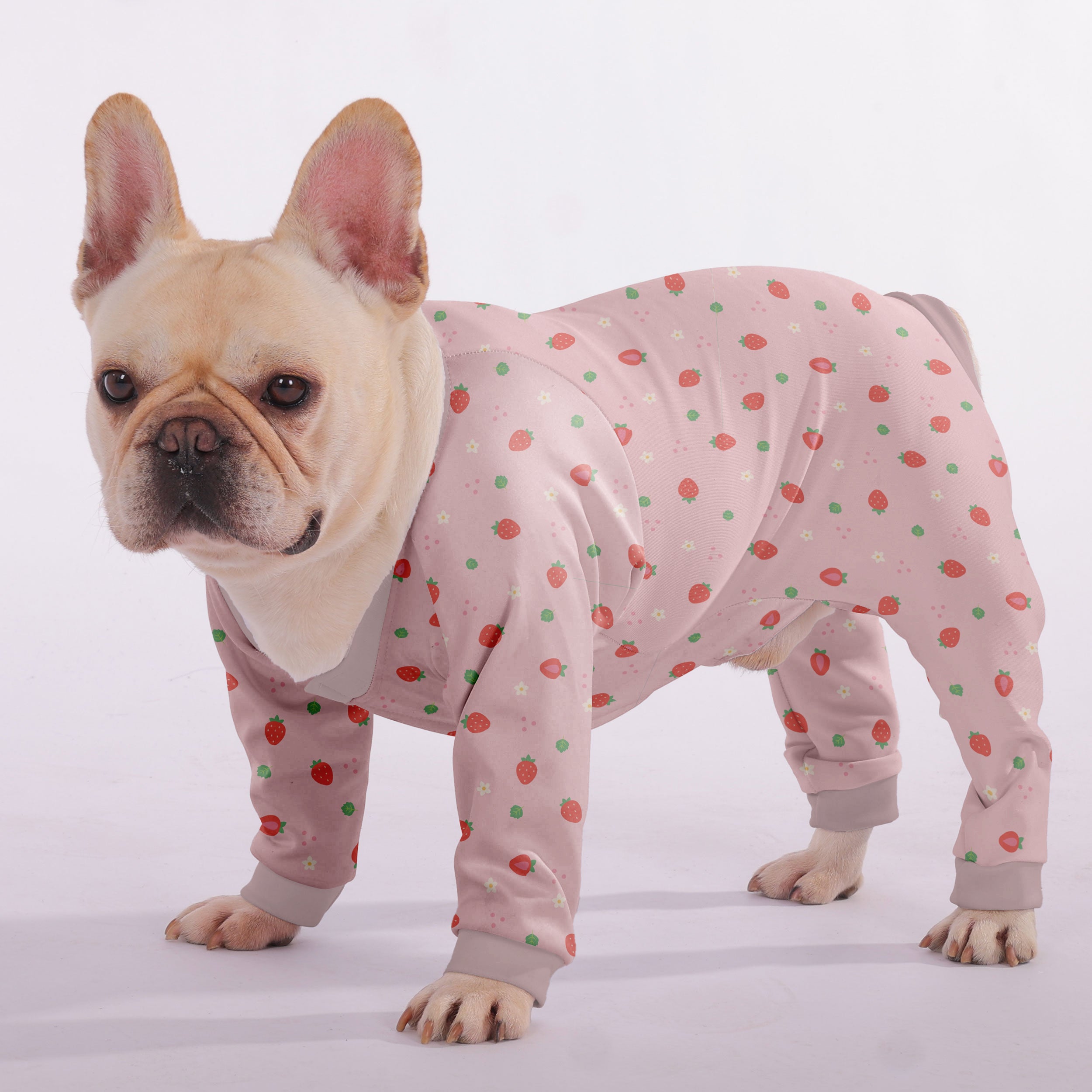 Bella French Bulldog Pet Product for Outdoor Adventures-fadou