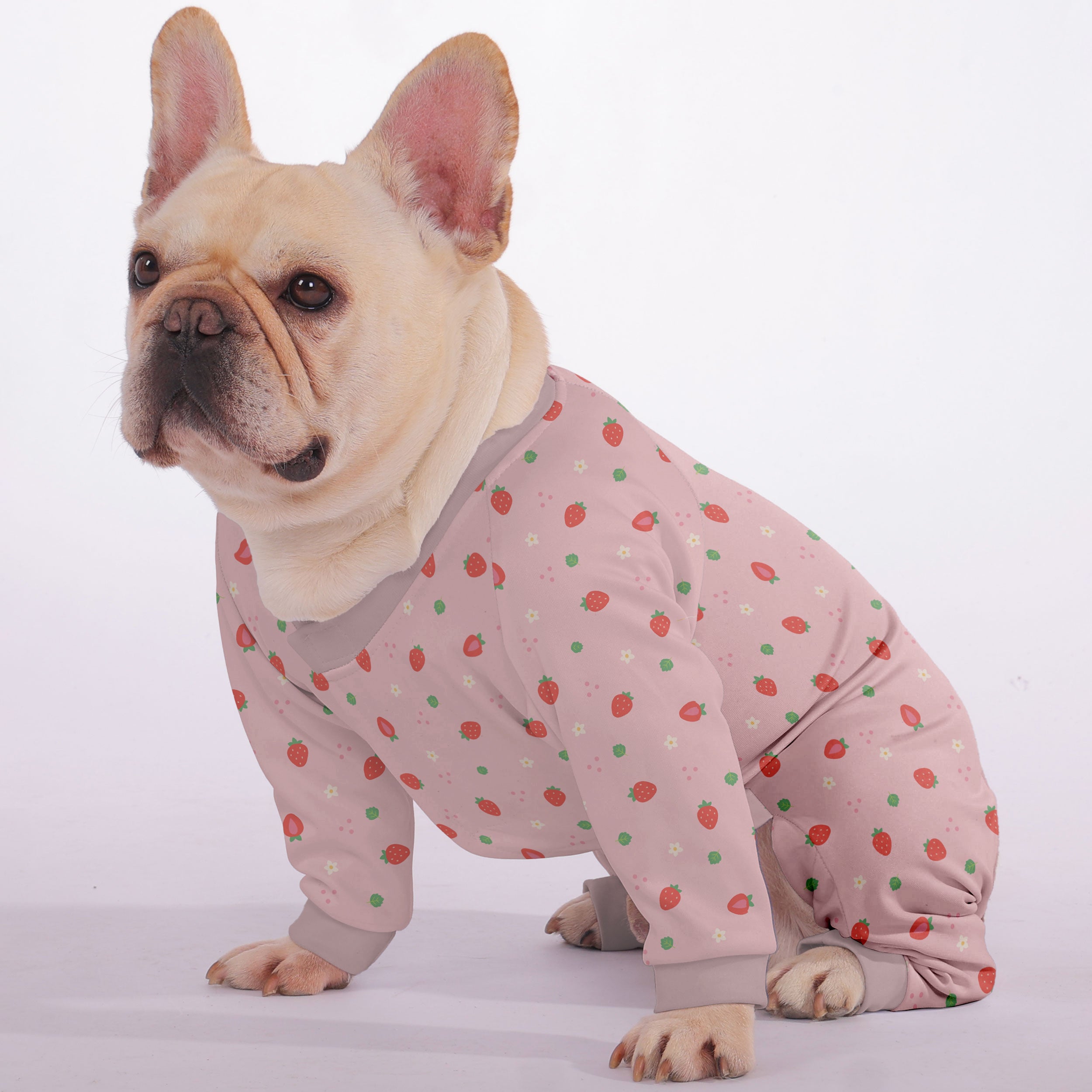 Bella French Bulldog Pet Product for Outdoor Adventures-fadou