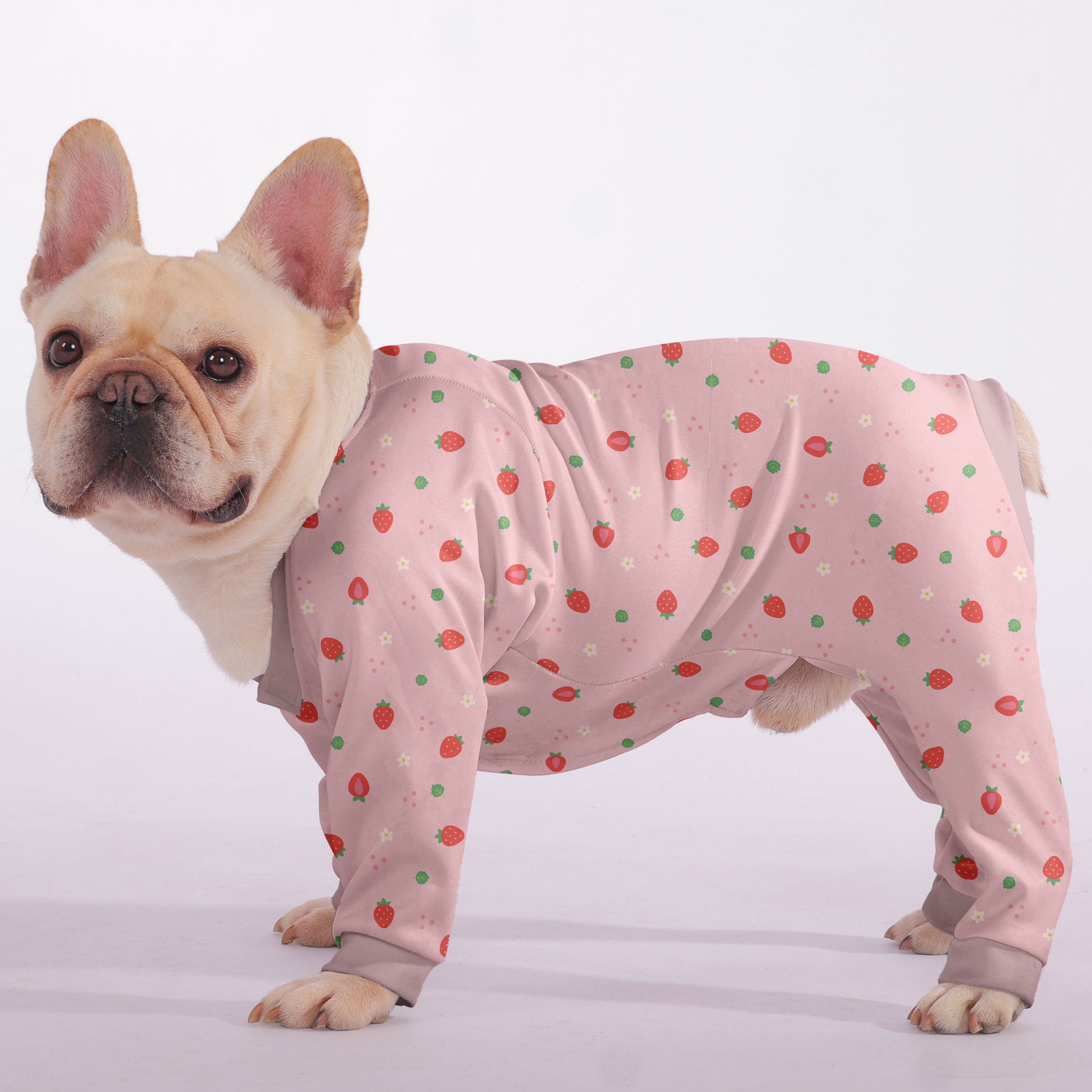 Bella French Bulldog Pet Product for Outdoor Adventures-fadou