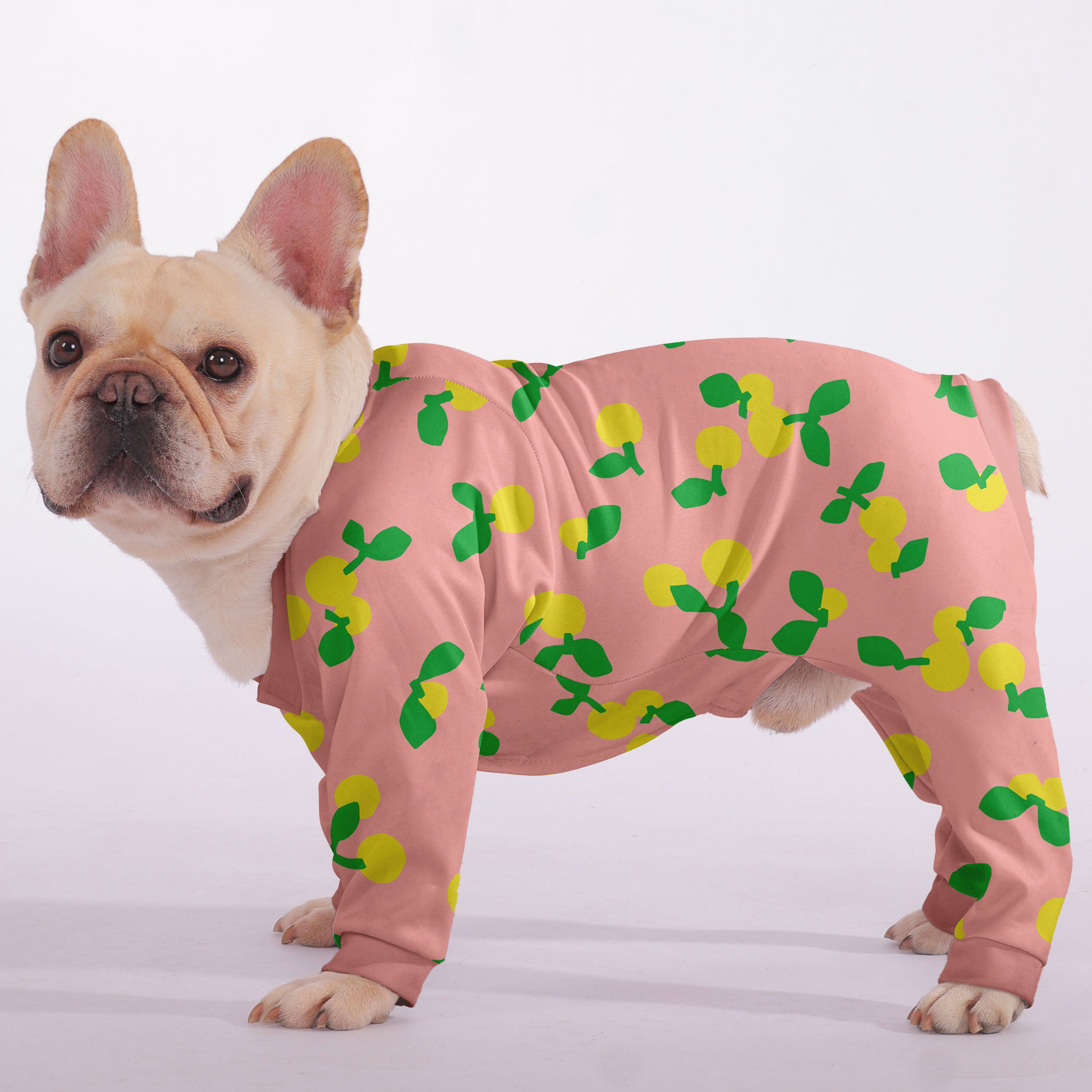 Luna French Bulldog Dog Accessory for Training Sessions-fadou