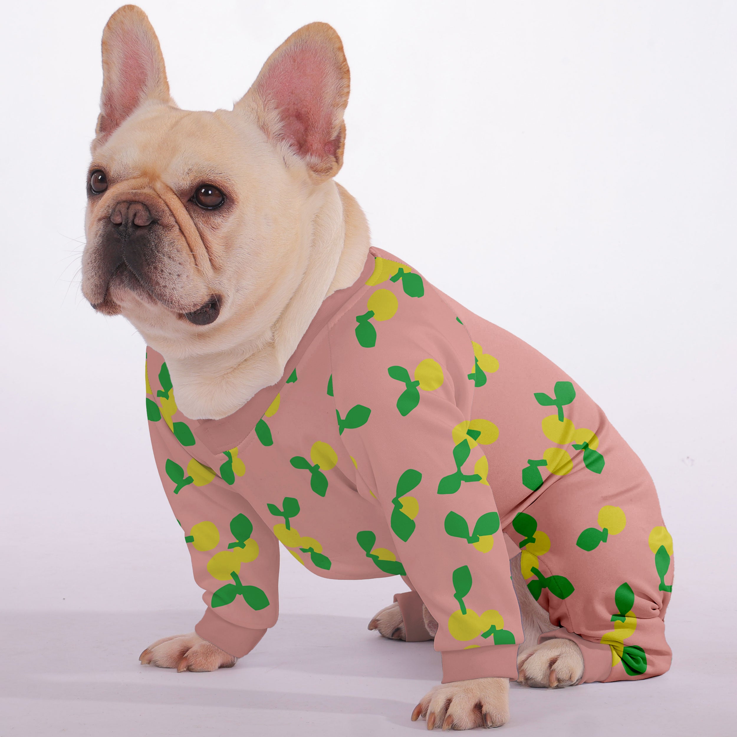 Luna French Bulldog Dog Accessory for Training Sessions-fadou
