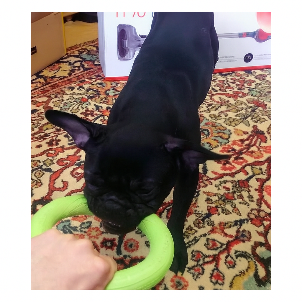 Flyringo French Bulldog Dog Toy for Brachycephalic Dogs-fadou