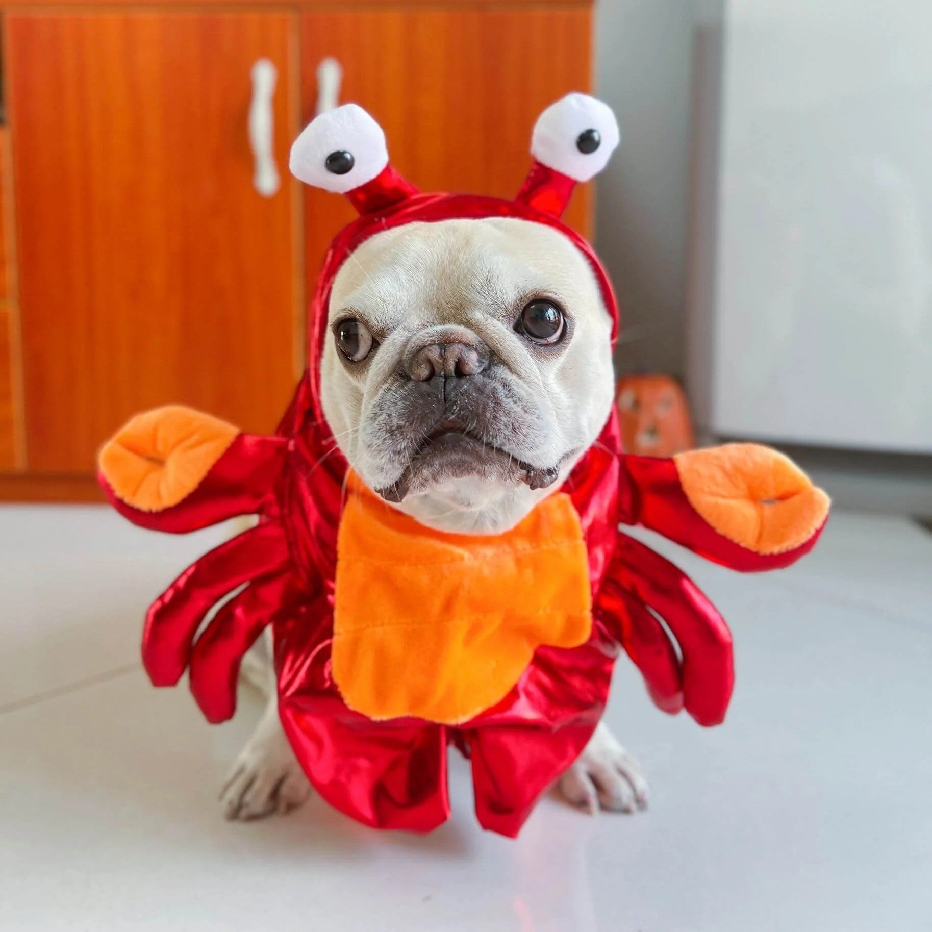 French Bulldog Warm Festive Costume for Short-Nosed Dogs-fadou