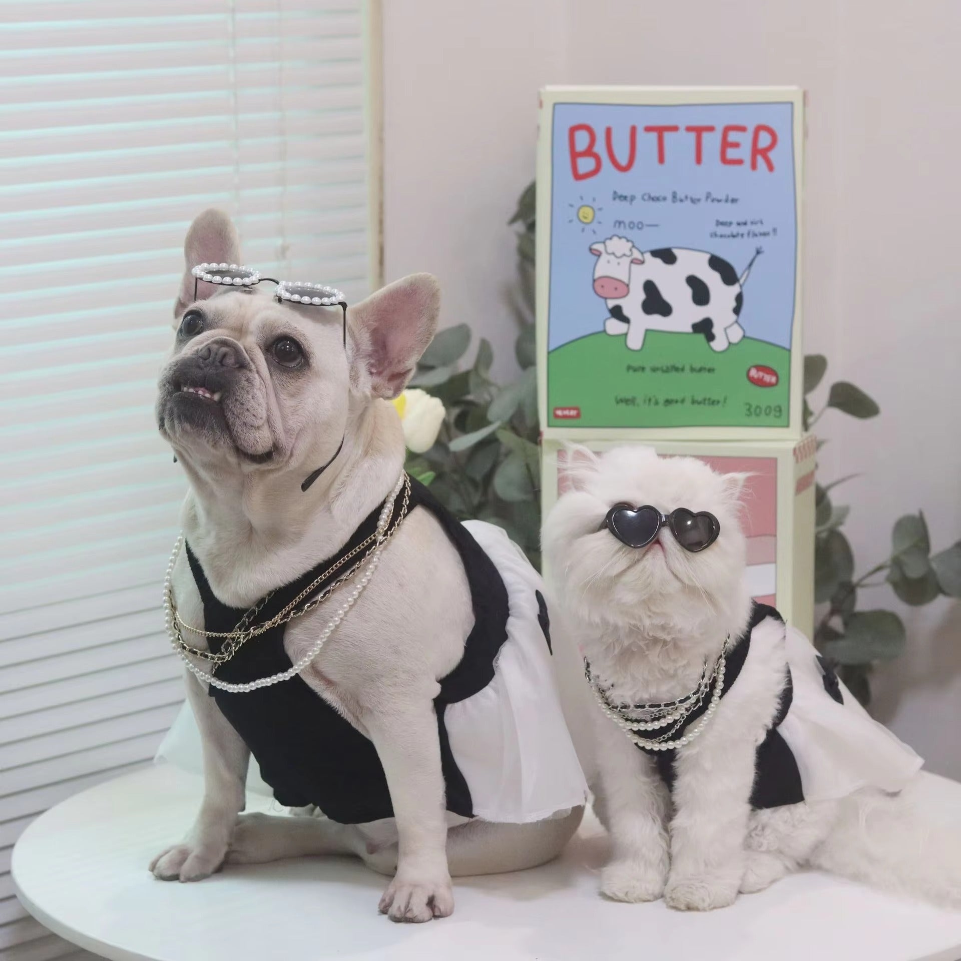 DresiPup French Bulldog Pet Dress for Training Sessions-fadou