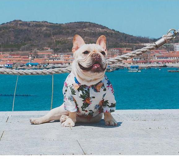 Stylish Shirts for French Bulldog Owners and Fans for Frenchies-fadou