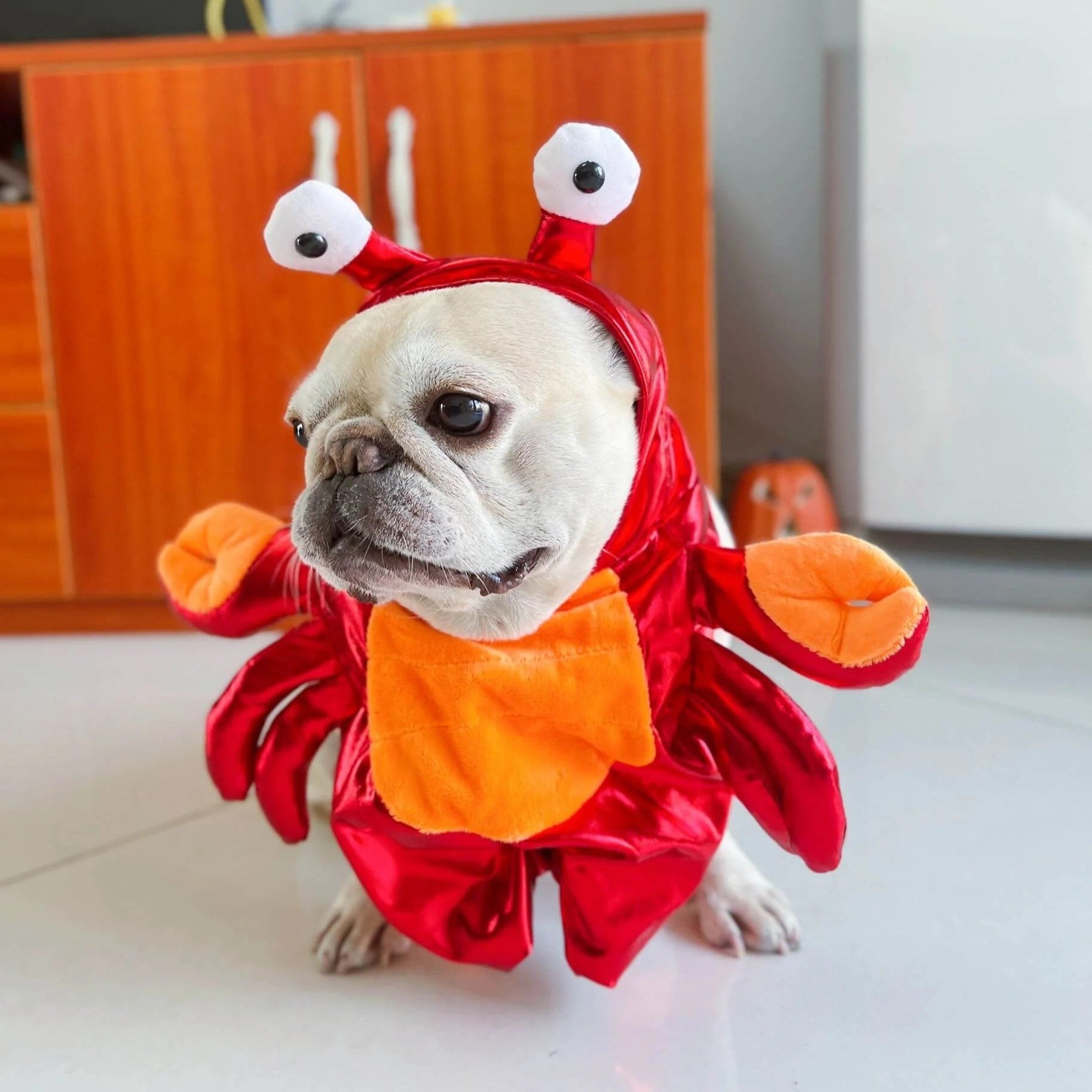 French Bulldog Warm Festive Costume for Short-Nosed Dogs-fadou