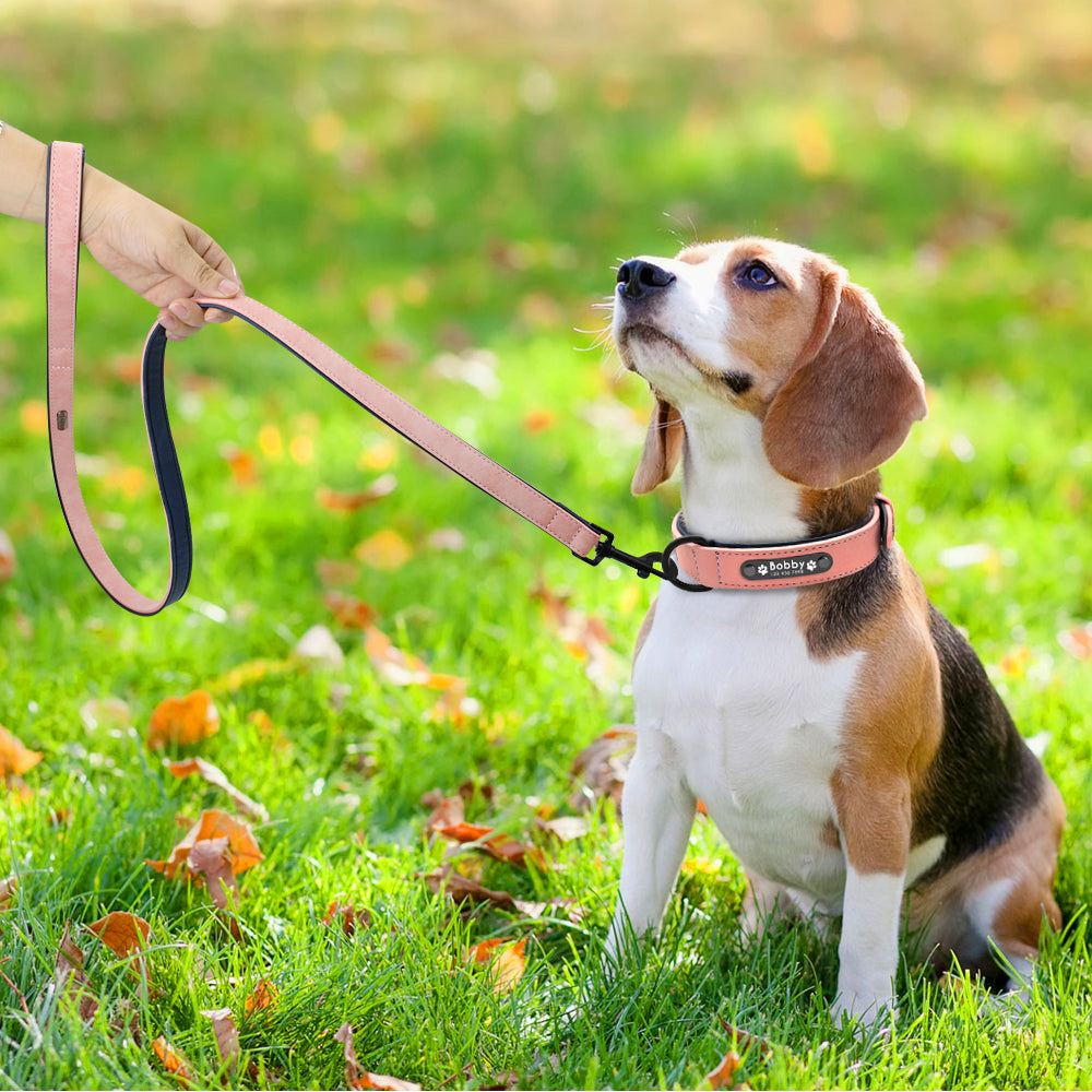 Personalised French Bulldog Dog Collar for Outdoor Adventures-fadou