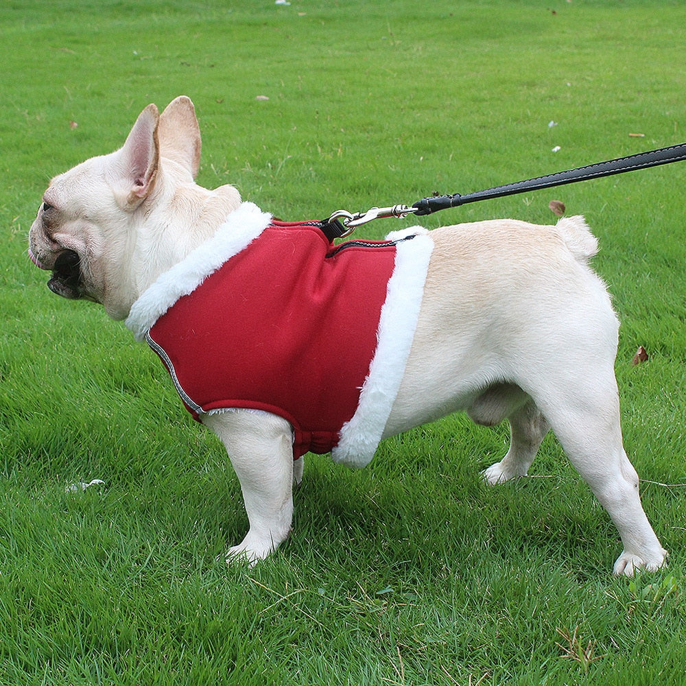 Frenchie Reflective Walking Harness for Training Sessions-fadou