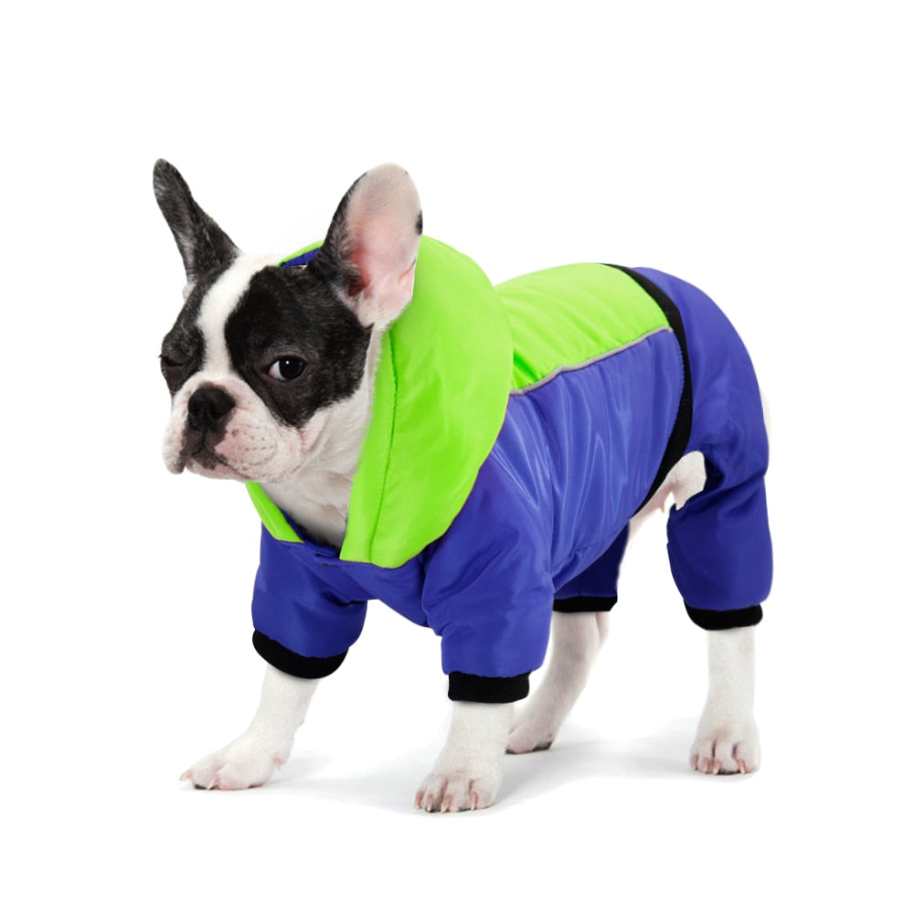 Luna French Bulldog Winter Jacket for Training Sessions-fadou