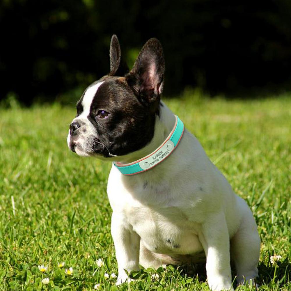 Custom Frenchie Collar for Bulldog Fans for French Bulldogs-fadou