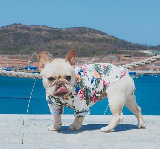 French Bulldog Summer Cotton Tee for Outdoor Adventures-fadou