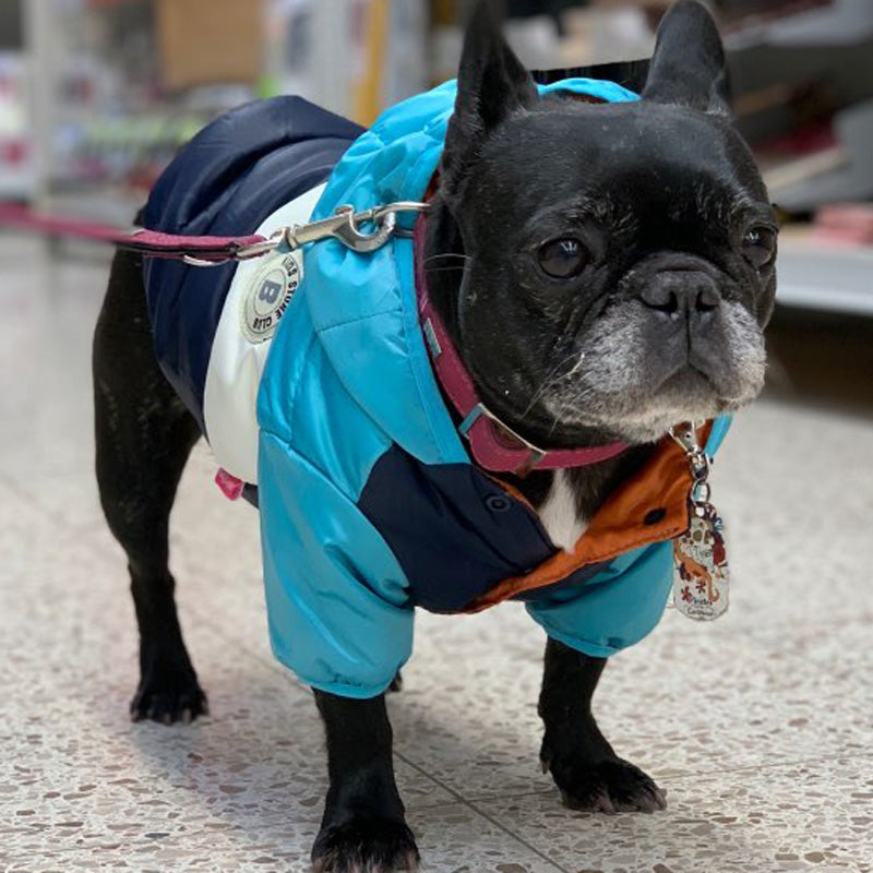 French Bulldog Waterproof Winter Jacket for Outdoor Adventures-fadou