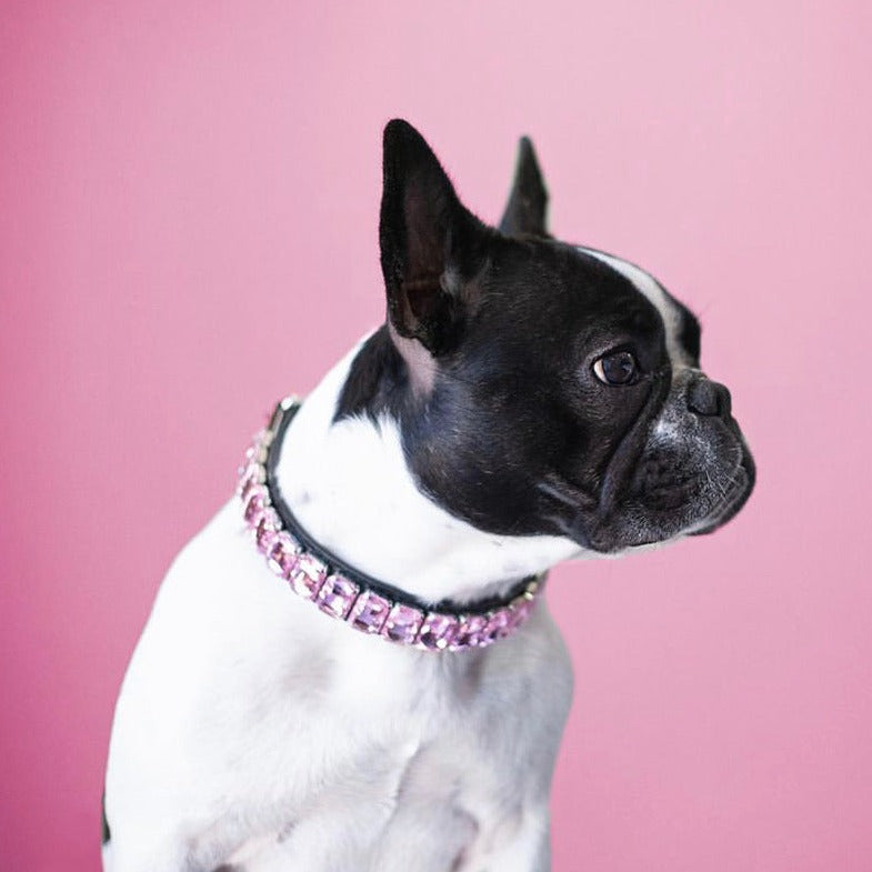 French Bulldog Luxury ID Collar for Brachycephalic Dogs-fadou
