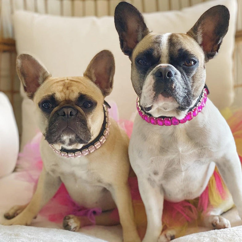 French Bulldog Luxury ID Collar for Brachycephalic Dogs-fadou