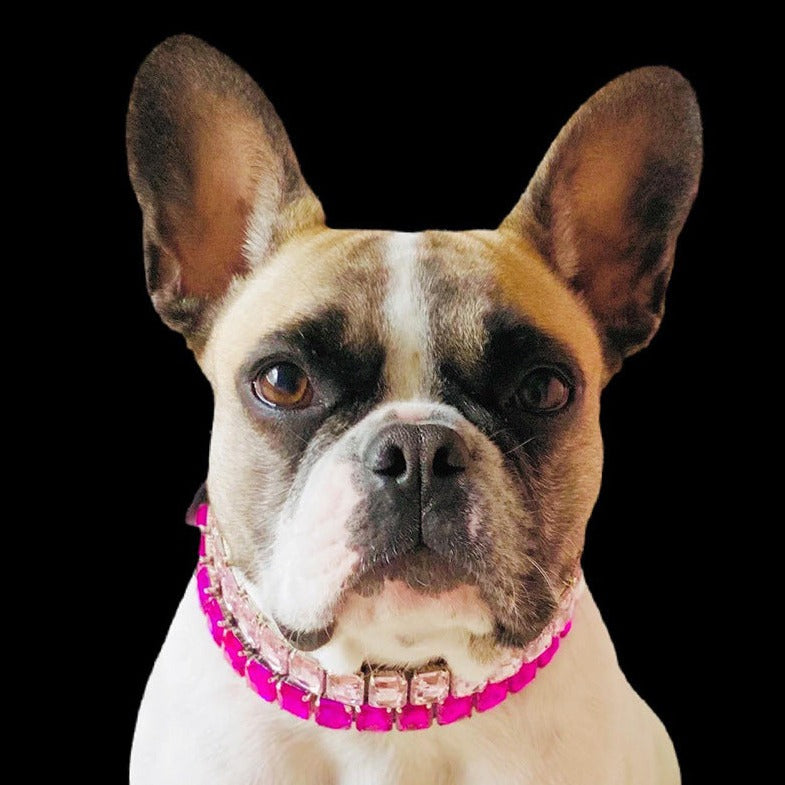 French Bulldog Luxury ID Collar for Brachycephalic Dogs-fadou