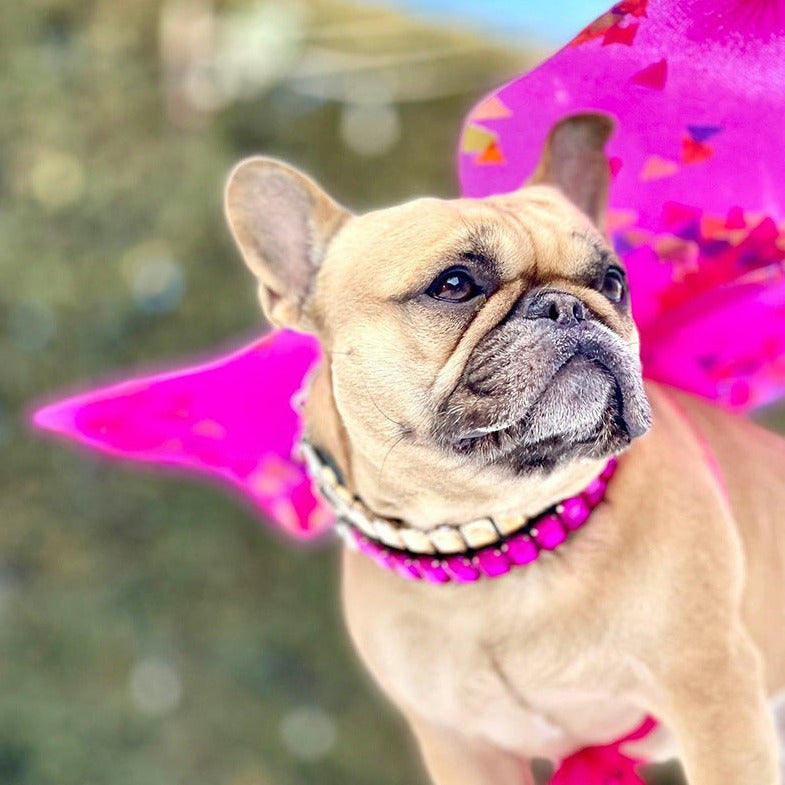 French Bulldog Luxury ID Collar for Brachycephalic Dogs-fadou
