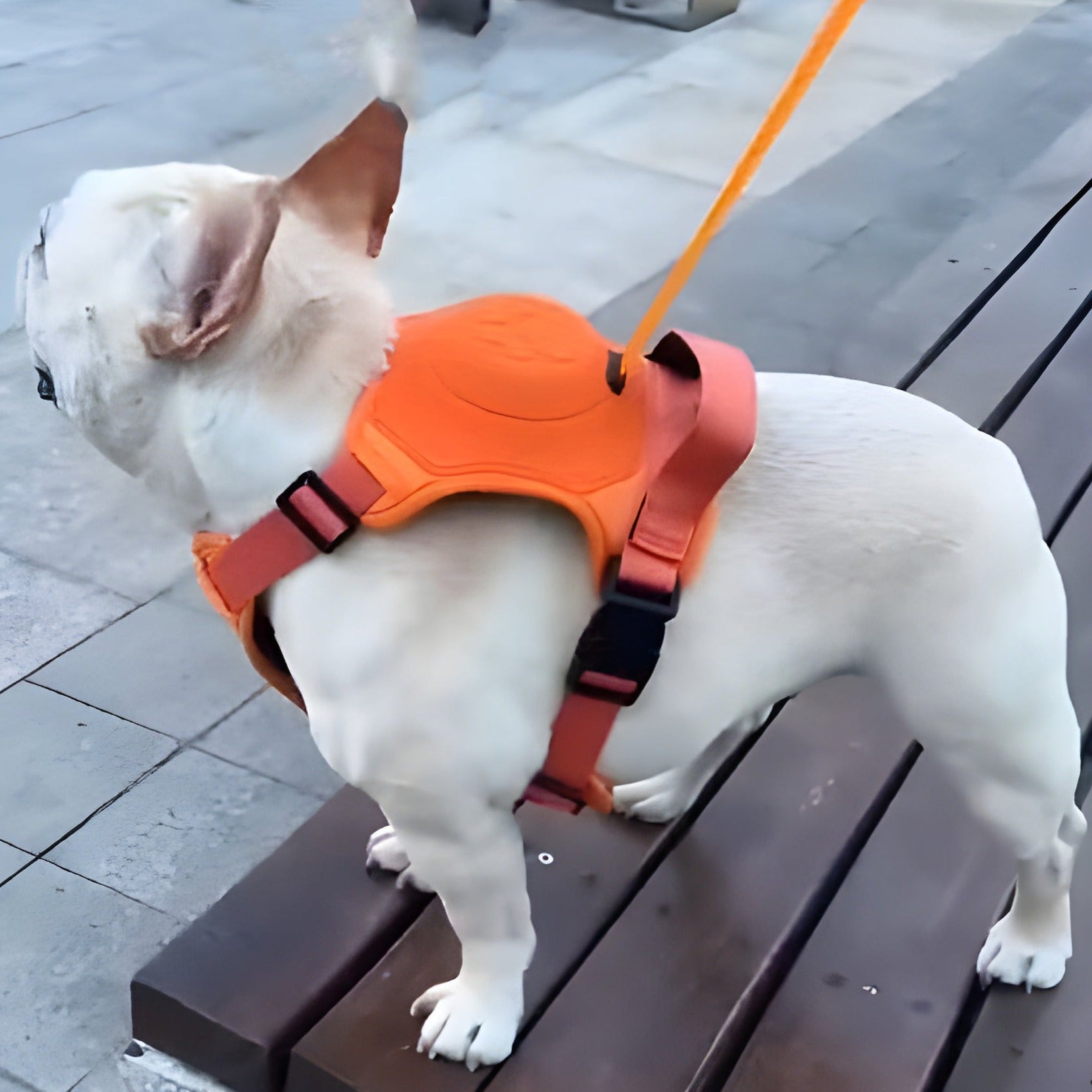 BulldogBound Frenchie Walking Harness for Travel Comfort-fadou