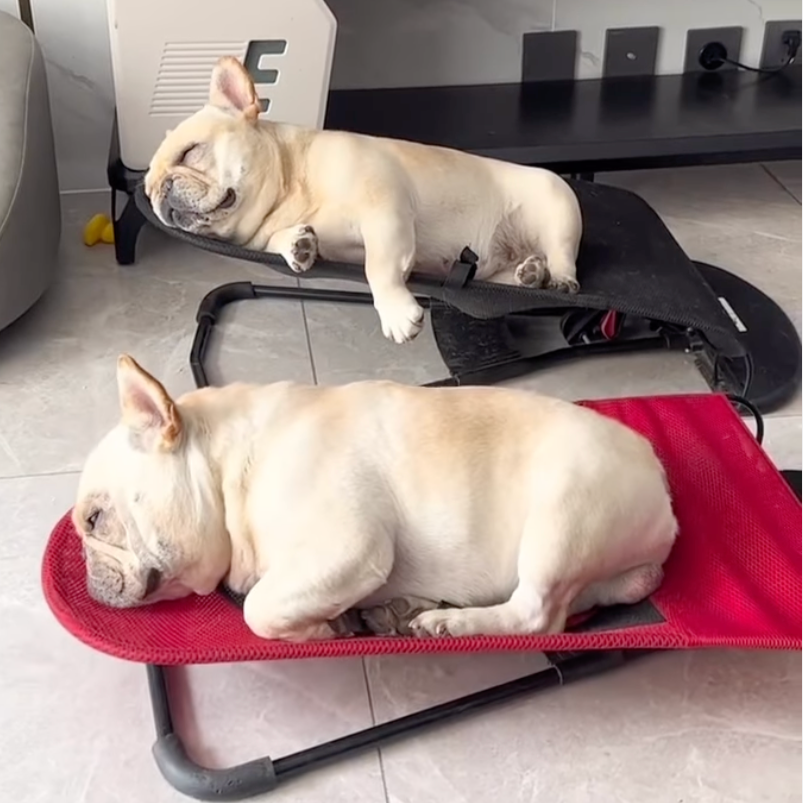 French Bulldog Portable Dog Accessory for French Bulldogs-fadou