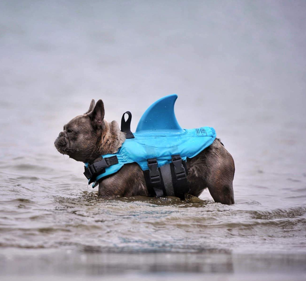 Shark Life Vest V2 for French Bulldog Owners and Fans for Frenchies-fadou