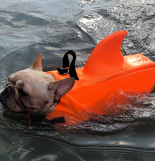 Shark Life Vest V2 for French Bulldog Owners and Fans for Frenchies-fadou
