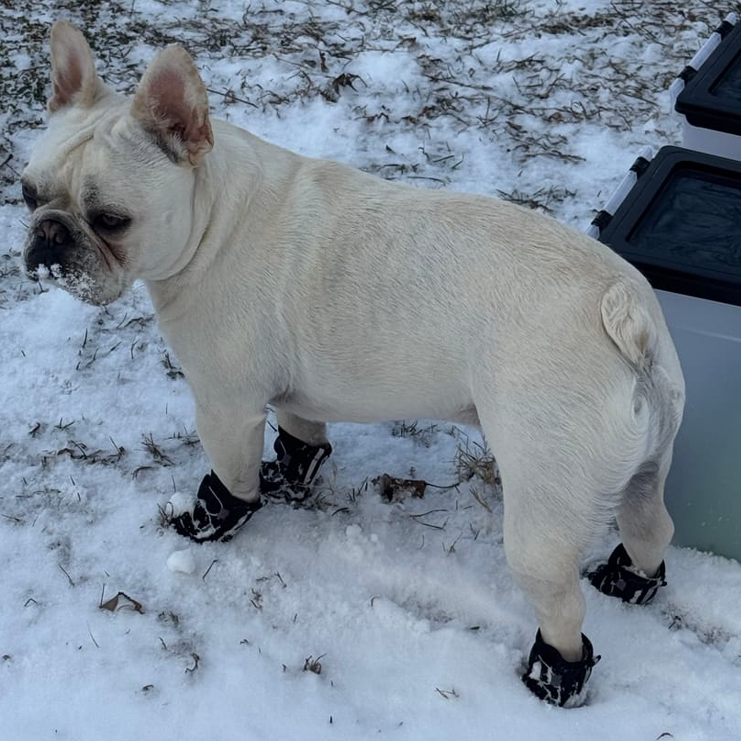 French Bulldog Winter Fashion Boots for Dog Moms & Dads-fadou