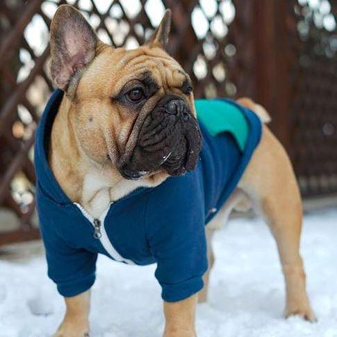 French Bulldog Warm Pet Parent Pullover for Pet Culture-fadou