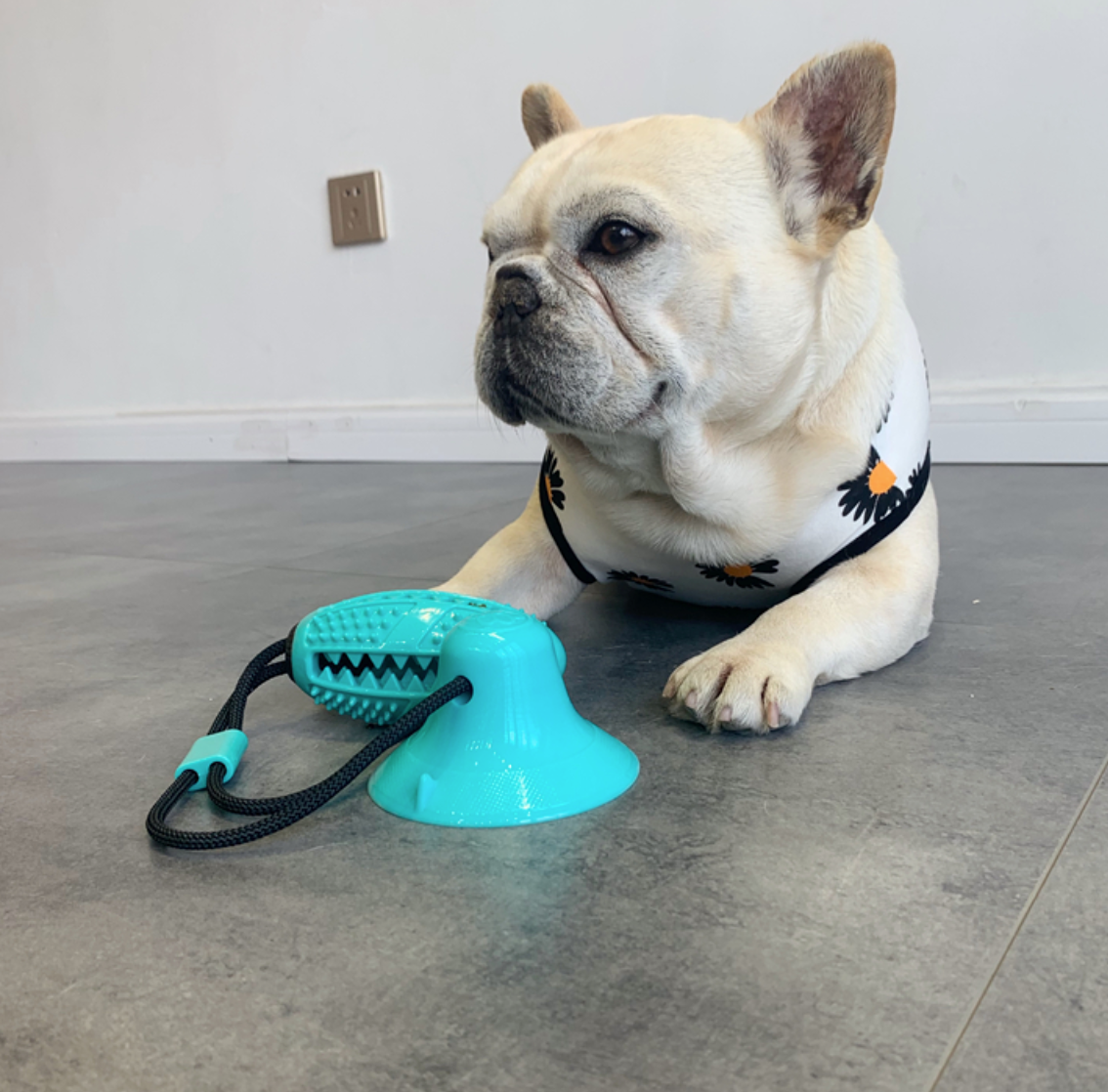 Suction French Bulldog Interactive Toy for Travel Comfort-fadou