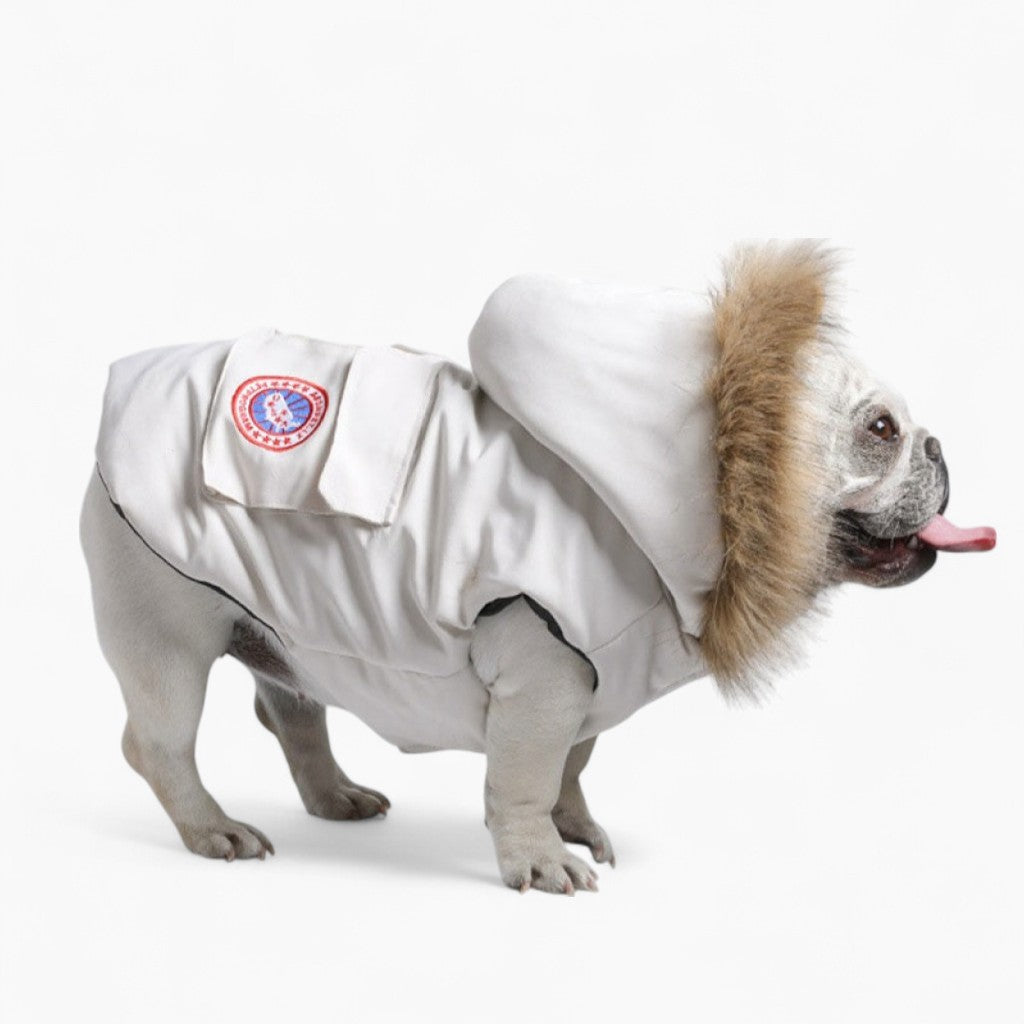 French Bulldog Winter Pet Product for Training Sessions-fadou