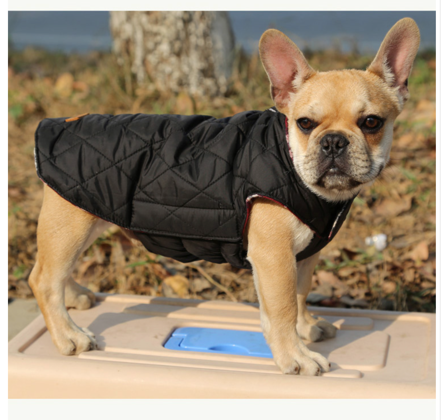 French Bulldog Jacket for Bulldog Fans for French Bulldogs-fadou