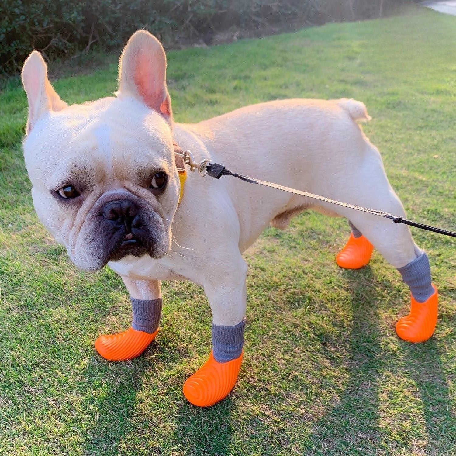 French Bulldog Waterproof Ankle Booties for Dog Moms & Dads-fadou