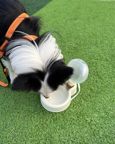 Candy Colors Portable Pet Travel Water Bottle1
