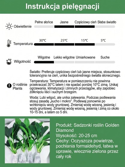 Kup zamiokulkasa – bez słońca, wystarczy woda. Zakwita w nocy, wypełnia dom zapachem luksusowych perfum. Jedna doniczka na lata. 🌿
