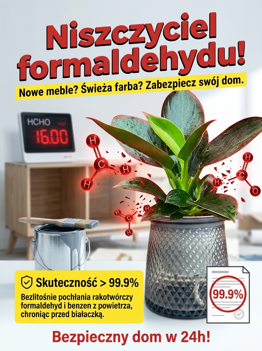 Kup zamiokulkasa – bez słońca, wystarczy woda. Zakwita w nocy, wypełnia dom zapachem luksusowych perfum. Jedna doniczka na lata. 🌿