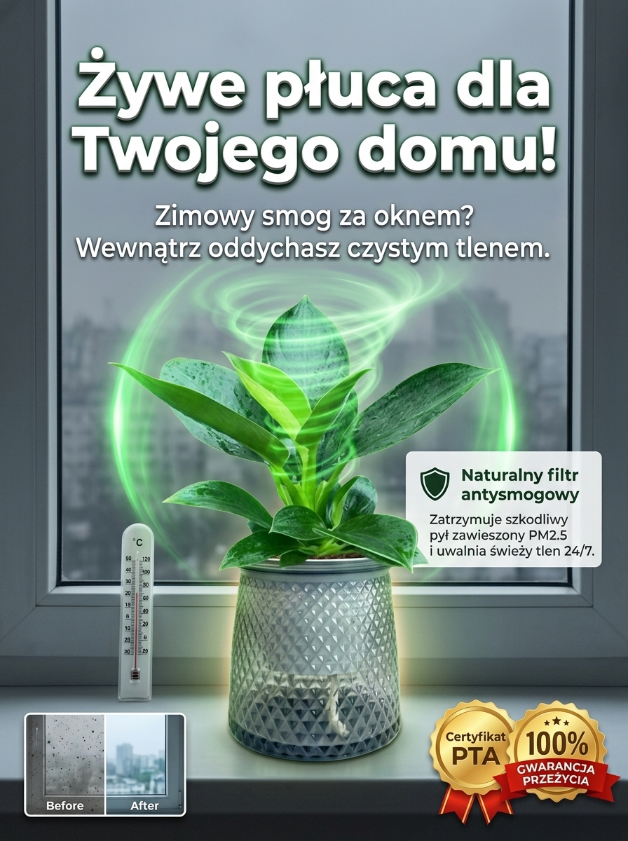 Kup zamiokulkasa – bez słońca, wystarczy woda. Zakwita w nocy, wypełnia dom zapachem luksusowych perfum. Jedna doniczka na lata. 🌿