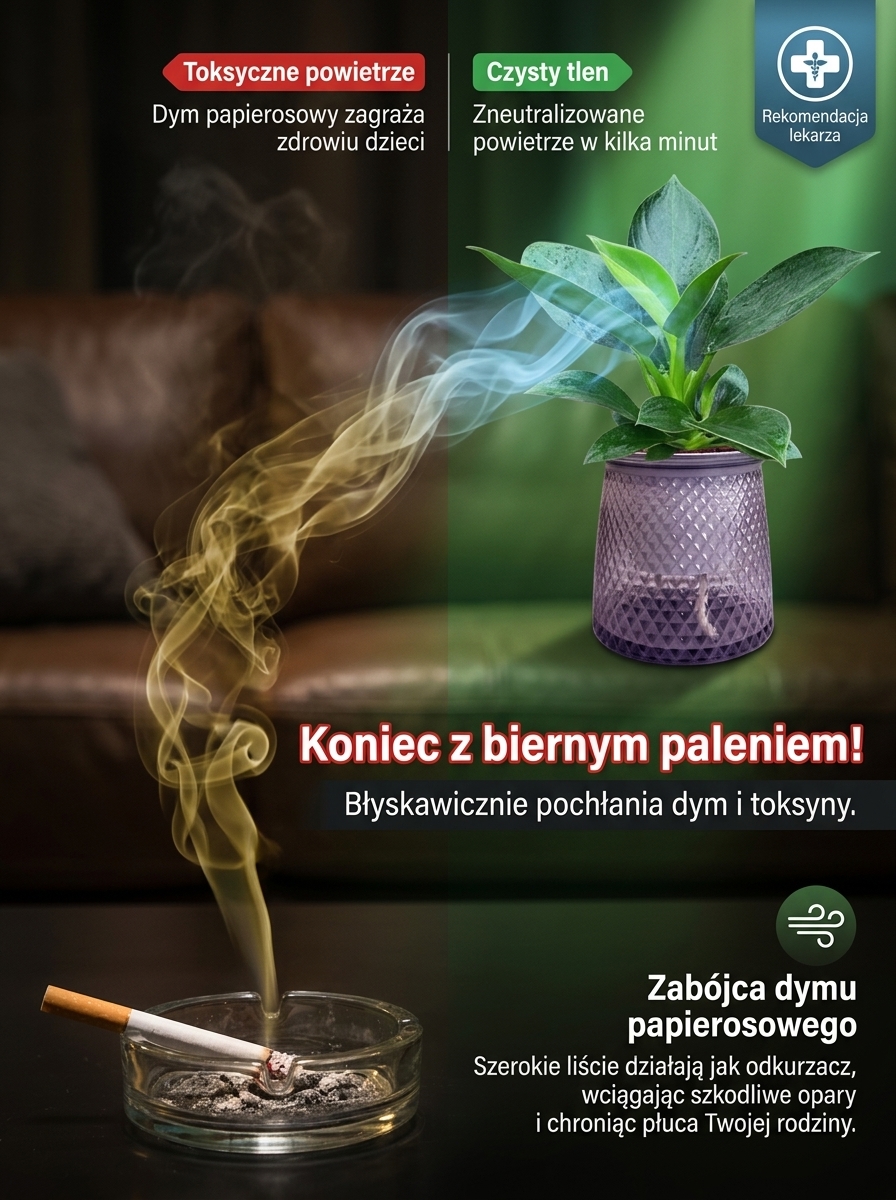 Kup zamiokulkasa – bez słońca, wystarczy woda. Zakwita w nocy, wypełnia dom zapachem luksusowych perfum. Jedna doniczka na lata. 🌿