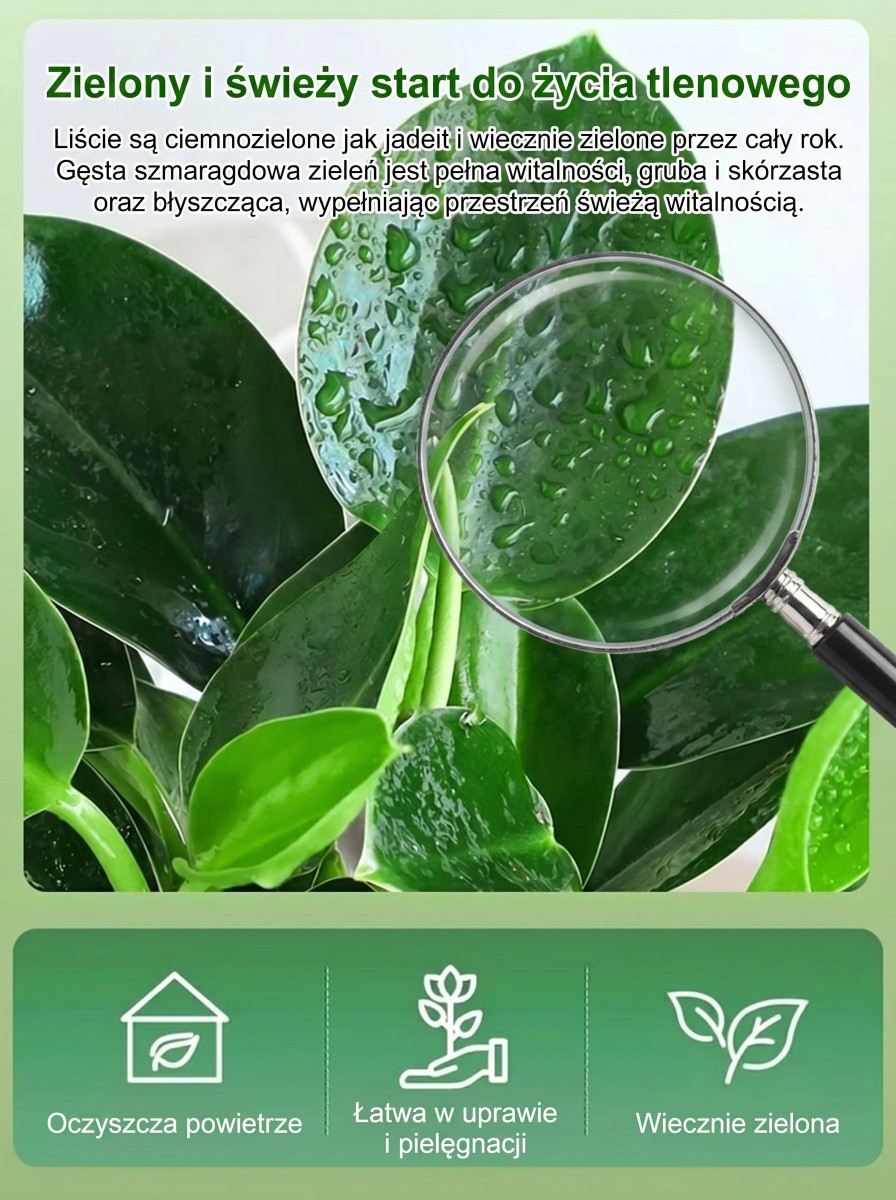 Kup zamiokulkasa – bez słońca, wystarczy woda. Zakwita w nocy, wypełnia dom zapachem luksusowych perfum. Jedna doniczka na lata. 🌿